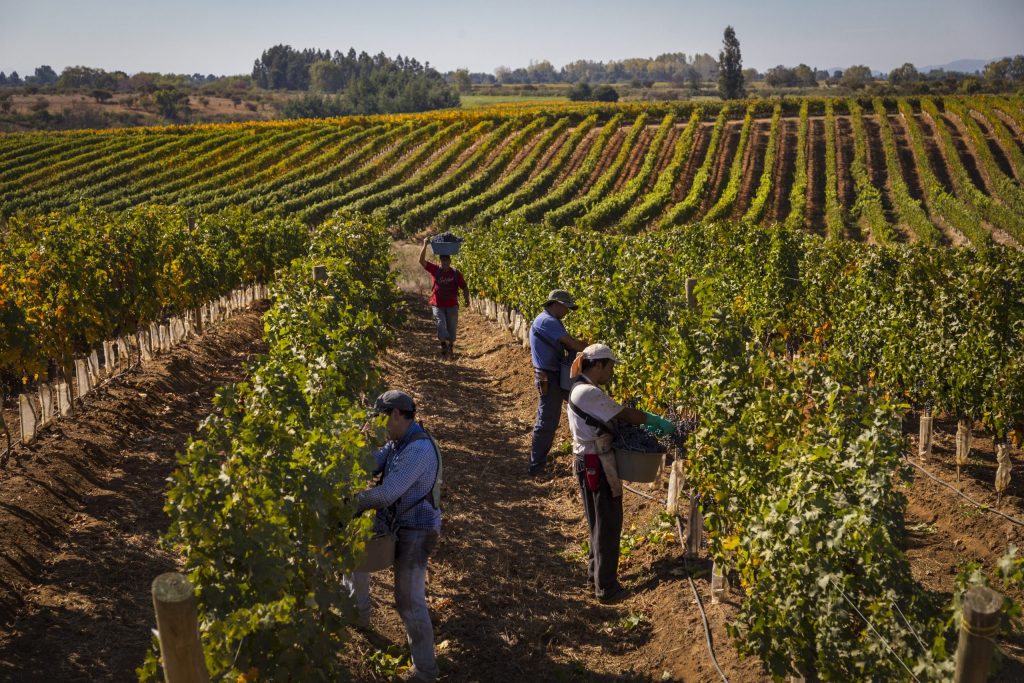 Salida pedagógica Viñas Del Valle Aresti