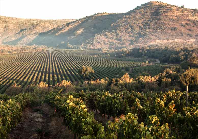Salida pedagógica Viñas Del Valle Correa Albano