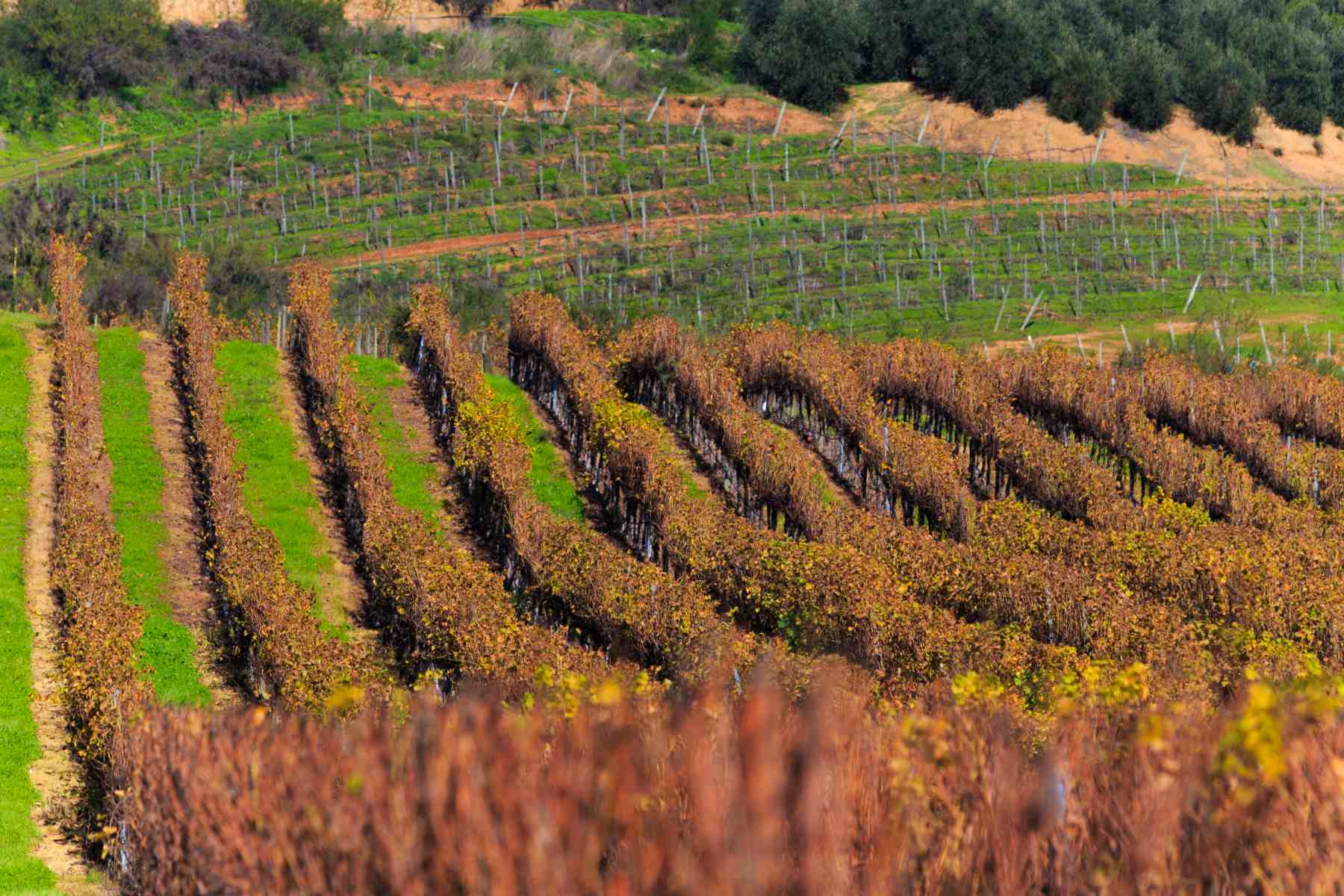 Salida pedagógica Viñas Del Valle Raices
